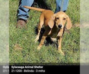 Redbone Coonhound Dogs for adoption in New Smyrna Beach, FL, USA