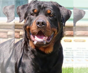 Rottweiler Dogs for adoption in Hillsboro, NH, USA