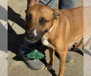 Boxer-Unknown Mix Dogs for adoption in San Diego, CA, USA