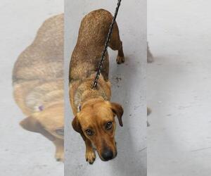Mutt Dogs for adoption in Morton Grove, IL, USA