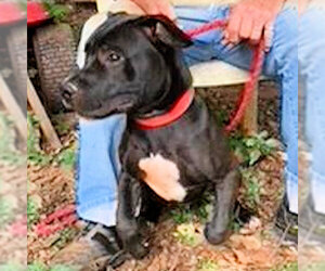 Labrador Retriever Dogs for adoption in Rutherfordton, NC, USA