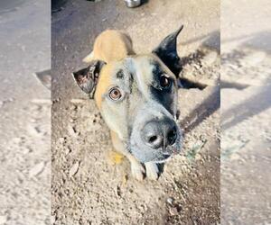 Rhodesian Ridgeback-Unknown Mix Dogs for adoption in Santa Barbara, CA, USA