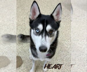 Siberian Husky Dogs for adoption in Severn, MD, USA