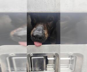 German Shepherd Dog-Unknown Mix Dogs for adoption in San Antonio, TX, USA