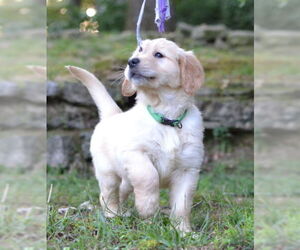 Golden Retriever Dogs for adoption in Enfield, CT, USA