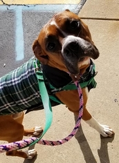 Boxer Dogs for adoption in Matawan, NJ, USA