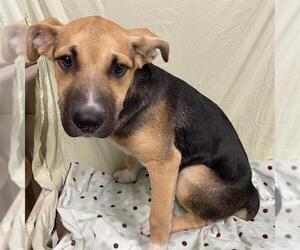 German Shepherd Dog-Unknown Mix Dogs for adoption in Modesto, CA, USA