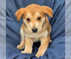 Labrador Retriever-Unknown Mix Dogs for adoption in San Diego, CA, USA