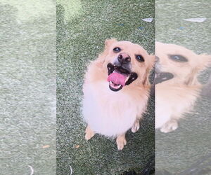 Chihuahua-Unknown Mix Dogs for adoption in Tempe , AZ, USA