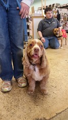 Cocker Spaniel Dogs for adoption in Brookeville, MD, USA