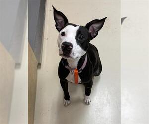 American Pit Bull Terrier Dogs for adoption in Center Township, PA, USA