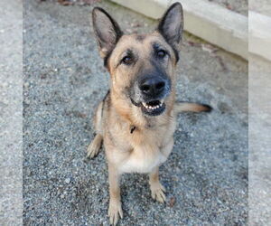 German Shepherd Dog Dogs for adoption in Woodsfield, OH, USA