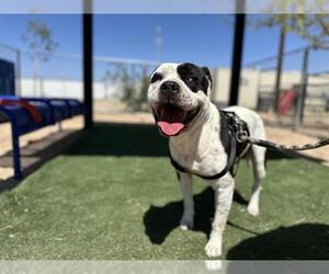 American Pit Bull Terrier Dogs for adoption in HESPERIA, CA, USA