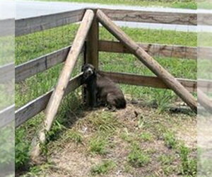 American Pit Bull Terrier Dogs for adoption in Ocala, FL, USA
