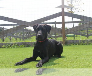 Labrador Retriever-Unknown Mix Dogs for adoption in Chestertown, MD, USA