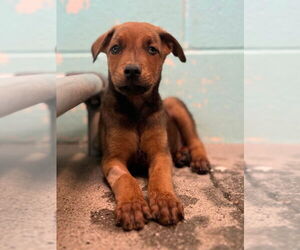 Doberman Pinscher-Unknown Mix Dogs for adoption in Woodland, CA, USA