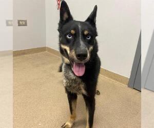 Siberian Husky-Unknown Mix Dogs for adoption in Aurora, CO, USA