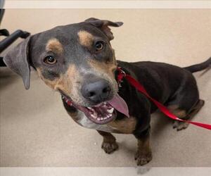 Basset Hound-Unknown Mix Dogs for adoption in Plano, TX, USA