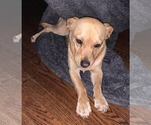 Chiweenie Dogs for adoption in Staunton, VA, USA