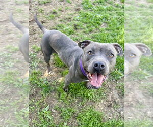 American Staffordshire Terrier-Staffordshire Bull Terrier Mix Dogs for adoption in Brewster, NY, USA