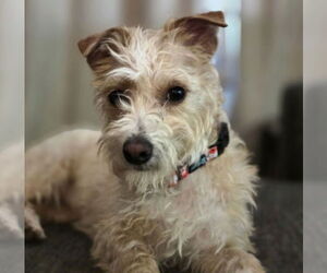 Mutt Dogs for adoption in Brooklyn Center, MN, USA
