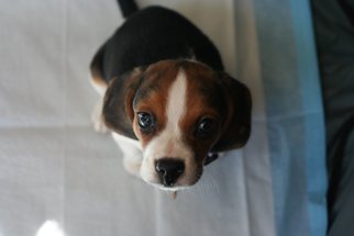 Beagle Dogs for adoption in La Verne , CA, USA