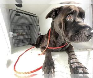 Labrador Retriever-Unknown Mix Dogs for adoption in Houston, TX, USA