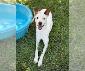 Mutt Dogs for adoption in Riverside, CA, USA