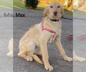 Labradoodle Dogs for adoption in Oakhurst, NJ, USA