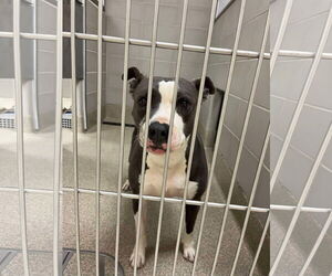 American Pit Bull Terrier Dogs for adoption in Virginia Beach, VA, USA