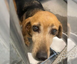 American Foxhound-Unknown Mix Dogs for adoption in Tavares, FL, USA