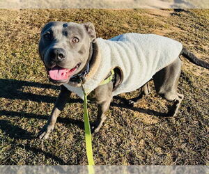 American Staffordshire Terrier-Unknown Mix Dogs for adoption in Tallahassee, FL, USA
