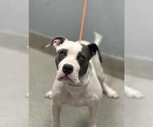 American Pit Bull Terrier-Unknown Mix Dogs for adoption in Las Vegas, NV, USA