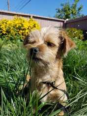 Cairn Terrier Dogs for adoption in Sylmar, CA, USA