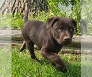 Huskies -Rottweiler Mix Dogs for adoption in Clarkston, MI, USA
