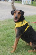 Airedale Terrier-Unknown Mix Dogs for adoption in Bedford Hills, NY, USA