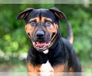 Rottweiler-Unknown Mix Dogs for adoption in Tavares, FL, USA