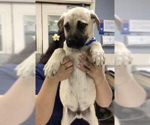 Pug-Unknown Mix Dogs for adoption in Riverside, CA, USA