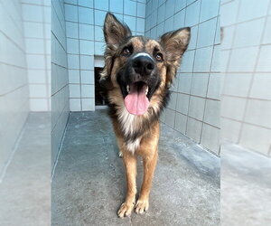 Collie-Unknown Mix Dogs for adoption in Corpus Christi, TX, USA