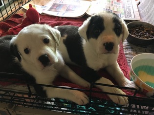 Medium Photo #1 Border Collie-Unknown Mix Puppy For Sale in Pawtucket, RI, USA