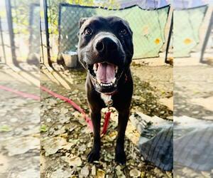 Labrador Retriever-Unknown Mix Dogs for adoption in Santa Barbara, CA, USA