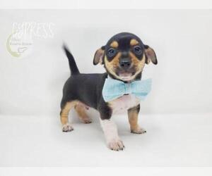 Chug Dogs for adoption in Benton, LA, USA