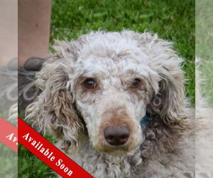 Mutt Dogs for adoption in Huntley, IL, USA