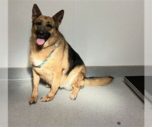 German Shepherd Dog Dogs for adoption in Rancho Cucamonga, CA, USA