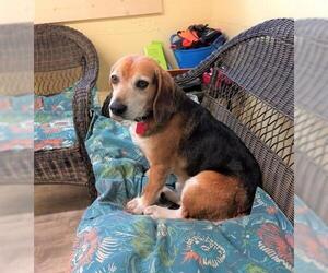 Beagle Dogs for adoption in Ellijay, GA, USA