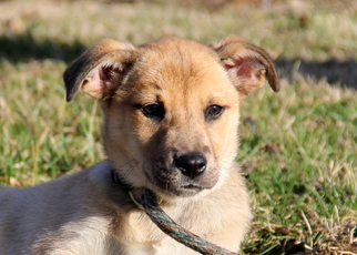 Mutt Dogs for adoption in Mount Carmel, IL, USA