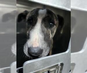 Bull Terrier-Unknown Mix Dogs for adoption in San Antonio, TX, USA