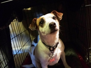 Jack Russell Terrier Dogs for adoption in Chandler, AZ, USA
