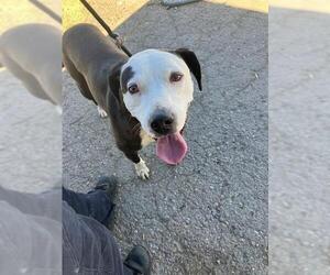 Mutt Dogs for adoption in Stockton, CA, USA