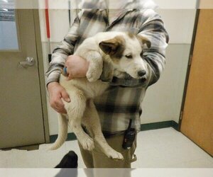 Akita-Unknown Mix Dogs for adoption in Oroville, CA, USA